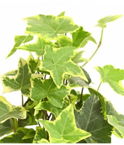 Efeu - Hedera Helix, Weiß/bunt 8 Efeu - Hedera Helix, Weiß/bunt -Gardena Store 8224370 WE DE 003 EfeuWeissT9DehnerExpressHerzig