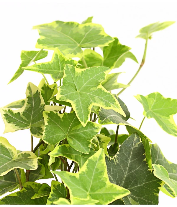 Efeu - Hedera Helix, Weiß/bunt 4 Efeu - Hedera Helix, Weiß/bunt – Bild 4