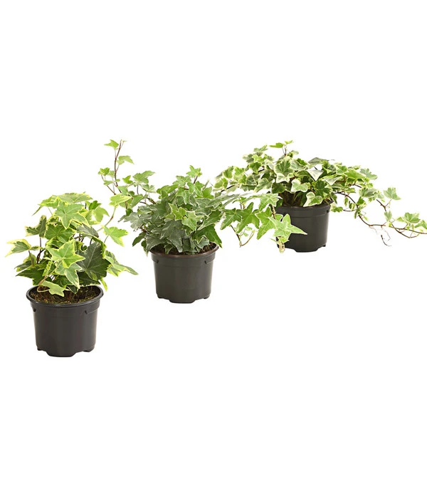 Efeu - Hedera Helix, Weiß/bunt 1 Efeu - Hedera Helix, Weiß/bunt