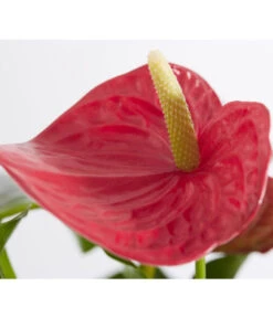 Große Flamingoblume - Anthurium Andreanum, Rot -Gardena Store 8235863 PR DE 001 FlamingoblumeAnthurieMichiganT17DehnerExpressZS