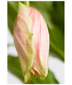 Medinille - Medinilla Magnifica -Gardena Store 8243503 PR DE 001 MedinillaMagnificaMedinilleDehnerExpressZS
