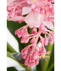 Medinille - Medinilla Magnifica -Gardena Store 8243503 PR DE 002 MednillaMagnificaMedinilleDehnerExpressZS