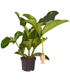 Medinille - Medinilla Magnifica