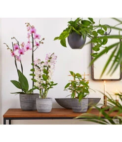 Vanille-Orchidee - Vanilla Planifolia -Gardena Store 8250045 8251399 8250045 825153 PR MO 001 Orchideen02BL20