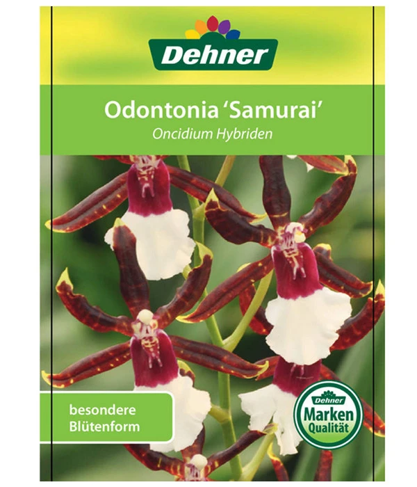 Odontonia-Orchidee - Odontonia Hybriden 'Samurai' 3 Odontonia-Orchidee - Odontonia Hybriden 'Samurai' – Bild 3