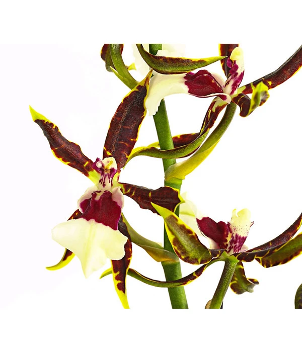 Odontonia-Orchidee - Odontonia Hybriden 'Samurai' 2 Odontonia-Orchidee - Odontonia Hybriden 'Samurai' – Bild 2