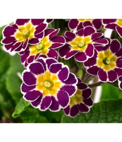 Primel 'Victoriana', Verschiedene Farben -Gardena Store 8261331 WE DE 001 PrimulaVictoriana T10 violett
