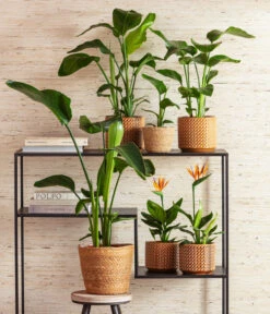 Dehner Seegras-Korb Igmar, Konisch 12 Dehner Seegras-Korb Igmar, Konisch -Gardena Store 8276446 4439014 6895635 WE MO 001 StrelitzienKorbIgmarTopfThies