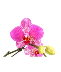 Schmetterlingsorchidee - Phalaenopsis Cultivars 'Twister' -Gardena Store 8280927 PR DE 001 PhalaneopsisTwisterSchmetterlingsorchideeT12DehnerExpressHerzig