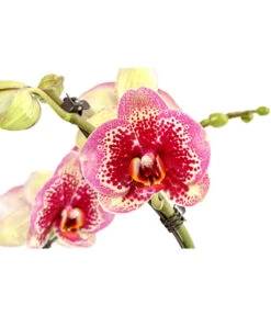 Schmetterlingsorchidee - Phalaenopsis Cultivars 'Twister' -Gardena Store 8280927 PR DE 002 PhalaneopsisTwisterSchmetterlingsorchideeT12DehnerExpressHerzig