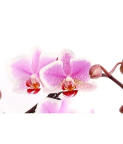 Schmetterlingsorchidee - Phalaenopsis Cultivars 'Twister' -Gardena Store 8280927 PR DE 003 PhalaneopsisTwisterSchmetterlingsorchideeT12DehnerExpressHerzig