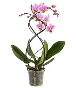 Schmetterlingsorchidee - Phalaenopsis Cultivars 'Twister' -Gardena Store 8280927 PR FS 003 PhalaneopsisTwisterSchmetterlingsorchideeT12DehnerExpressHerzig