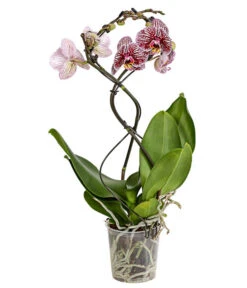 Schmetterlingsorchidee - Phalaenopsis Cultivars 'Twister' -Gardena Store 8280927 PR FS 004 PhalaneopsisTwisterSchmetterlingsorchideeT12DehnerExpressHerzig