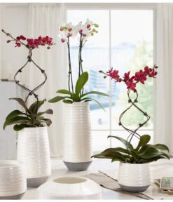 Schmetterlingsorchidee - Phalaenopsis Cultivars 'Twister' -Gardena Store 8280927 WE MO 001 OrchideenKeramikCeciliaDehnerbild