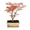 Outdoor-Bonsai Roter Fächerahorn - Acer Palmatum 'Atropurpureum'