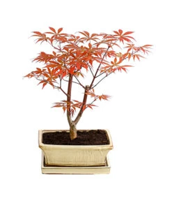 Outdoor-Bonsai Roter Fächerahorn - Acer Palmatum 'Atropurpureum'