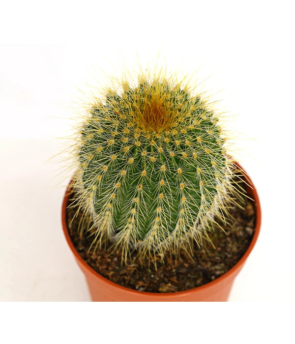 Notocactus - Parodia Leninghausii 2 Notocactus - Parodia Leninghausii – Bild 2