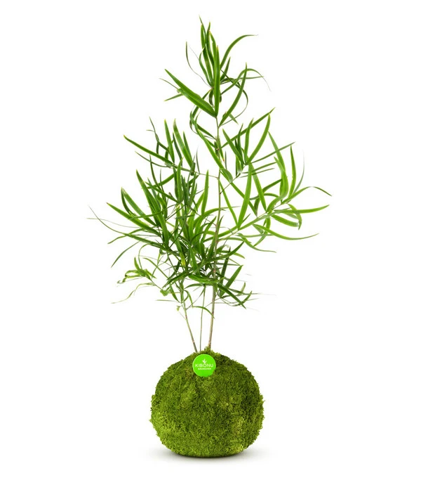 Kibonu Zierspargel - Asparagus Cultivars 'Mahira' 1 Kibonu Zierspargel - Asparagus Cultivars 'Mahira'