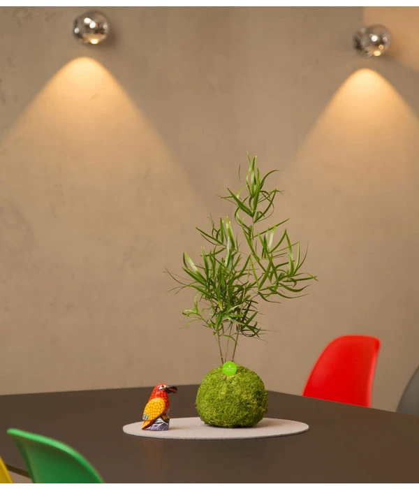 Kibonu Zierspargel - Asparagus Cultivars 'Mahira' 2 Kibonu Zierspargel - Asparagus Cultivars 'Mahira' – Bild 2