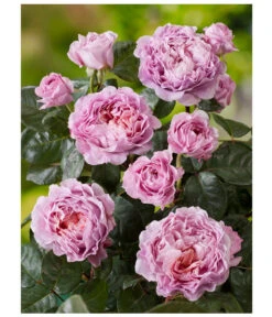 Nostalgie®-Edelrose 'Eisvogel®' 7 Nostalgie®-Edelrose 'Eisvogel®' -Gardena Store 8294977 PR DE 001 NostalgieEdelroseEisvogelRosenTantau
