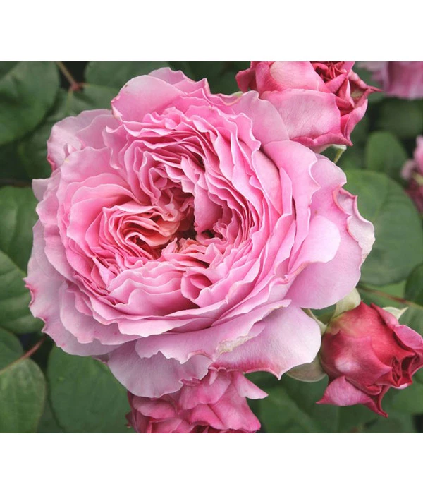 Nostalgie®-Edelrose 'Eisvogel®' 3 Nostalgie®-Edelrose 'Eisvogel®' – Bild 3