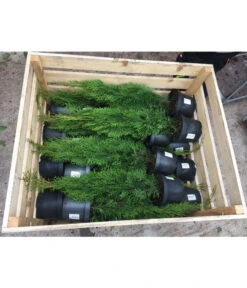 31 Meter Lebensbaum 'Smaragd', 125 X Ca. 40-60 Cm -Gardena Store 8295149 WE FS 001 ThujaPalette3Liter