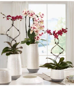 Schmetterlingsorchidee - Phalaenopsis Cultivars 'Big Lip', Kaskade -Gardena Store 8297830 WE MO 001 OrchideenKeramikCeciliaDehnerbild