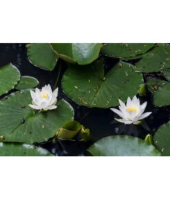 Dehner Seerose -Gardena Store 8315905 PR MO 002 NymphaeaSeeroseWeissLucknerJuni2015