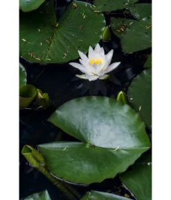 Dehner Seerose -Gardena Store 8315905 PR MO 003 NymphaeaSeeroseWeissLucknerJuni2015