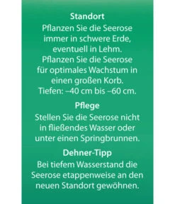 Dehner Seerose -Gardena Store 8315905 Seerose Alba Etikett 2