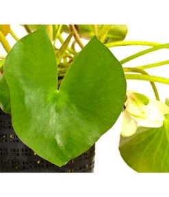 Dehner Seerose -Gardena Store 8315905 WE DE 001 SeeroseWeissNymphaeaHybrideWeissT14DehnerExpressHerzig