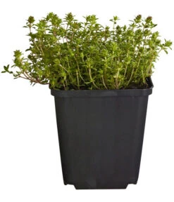 Bodendeckerthymian -Gardena Store 8365306 WE FS 001 ThymianThymusRotundifoliusT9Dehner