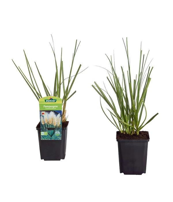Pampasgras 1 Pampasgras