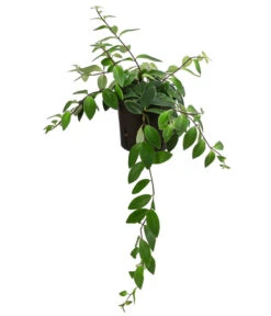 Schamblume - Aeschynanthus Lobbianus, Hydrokultur