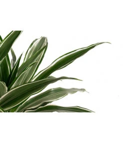 Drachenbaum - Dracaena Deremensis, Hydrokultur 5 Drachenbaum - Dracaena Deremensis, Hydrokultur -Gardena Store 8416653 WE DE 001 DracaenaDerem 2er