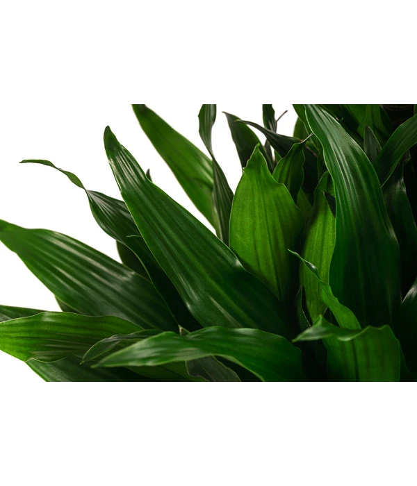Drachenbaum - Dracaena Fragrans 'Green Jewel', Hydrokultur 2 Drachenbaum - Dracaena Fragrans 'Green Jewel', Hydrokultur – Bild 2