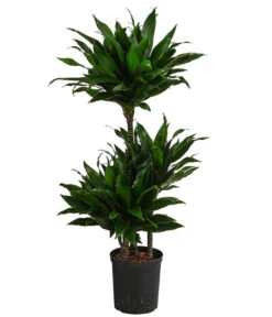 Drachenbaum - Dracaena Fragrans 'Green Jewel', Hydrokultur