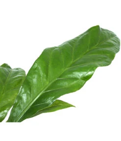 Blattanthurie - Anthurium Ellipticum 'Jungle King', Hydrokultur -Gardena Store 8425381 WE DE 001 AnthuriumJunglebush1519H50