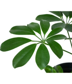 Strahlenaralie - Schefflera Arboricola Compacta 'Nora', Hydrokultur 5 Strahlenaralie - Schefflera Arboricola Compacta 'Nora', Hydrokultur -Gardena Store 8425472 WE DE 001 SCHEFFLERACOMPACTANora