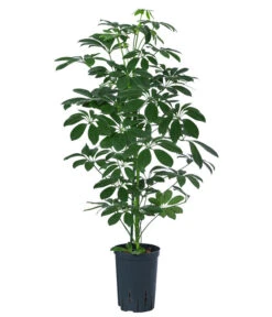 Strahlenaralie - Schefflera Arboricola Compacta 'Nora', Hydrokultur