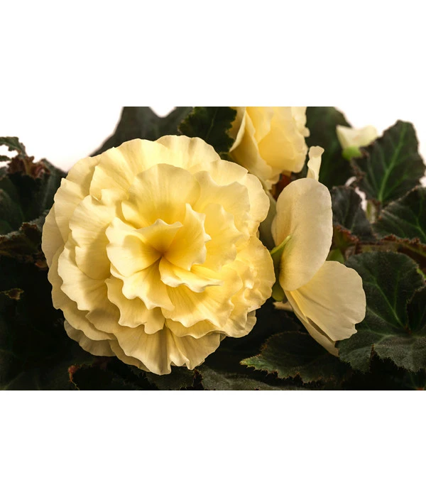 Hängebegonie 'Champagner' 5 Hängebegonie 'Champagner' – Bild 5