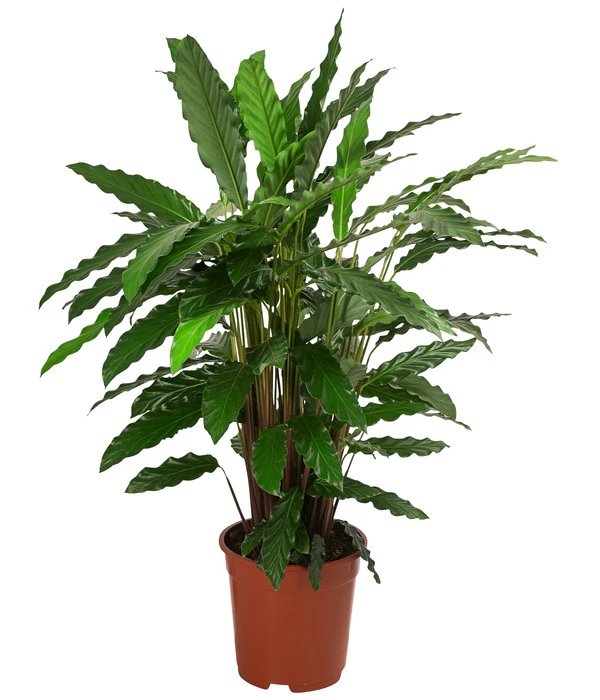 Korbmarante - Calathea 'Tropistar' 1 Korbmarante - Calathea 'Tropistar'