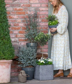 Gänseblümchen, Gefüllt 13 Gänseblümchen, Gefüllt -Gardena Store 8512238 WE MO 001 EukylaptusOlive 1