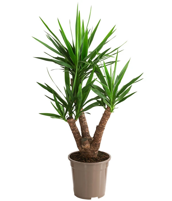 Yucca-Palme - Yucca Elephantipes, Verzweigt 1 Yucca-Palme - Yucca Elephantipes, Verzweigt