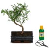 Bonsai Szechuan-Pfeffer - Zanthoxyllum Piperitum, Anfänger-Set, 10 Jahre