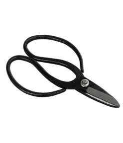 Bonsai Chinesischer Feigenbaum - Ficus Retusa, Anfänger-Set, 10 Jahre -Gardena Store 8561573 WE FS 002 SchereSetBonsai