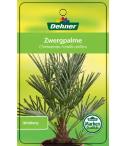 Blaue Zwergpalme -Gardena Store 8584401 Chamaeropshumiliscerifera 15112016 1