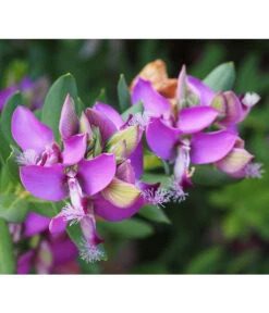 Kreuzblume, Stämmchen -Gardena Store 8590994 PR DE 001 PolygalaMyrtifoliaKreuzblumePixabay