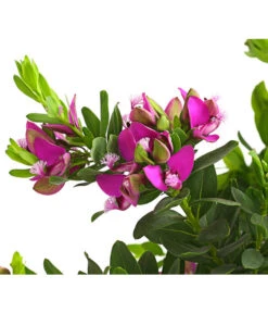 Kreuzblume, Stämmchen -Gardena Store 8590994 WE DE 001 KreuzbluemchenPolygalaStammLilaT17DehnerExpressHerzig