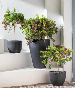 Kreuzblume, Stämmchen -Gardena Store 8590994 WE MO 001 KreuzblumePolygalsStamm